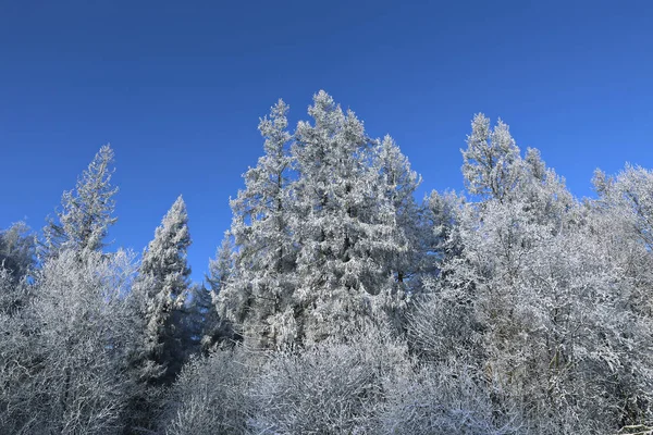 Paisagem de abeto florestal coberto de neve e bétula — Fotografia de Stock