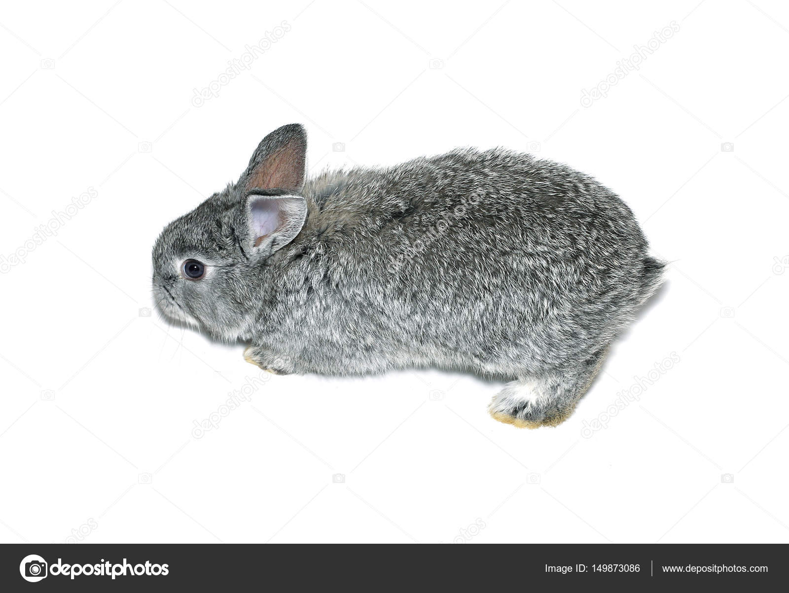 Chinchilla cinsi tavşan: açıklama Chinchilla cinsi tavşan: açıklama