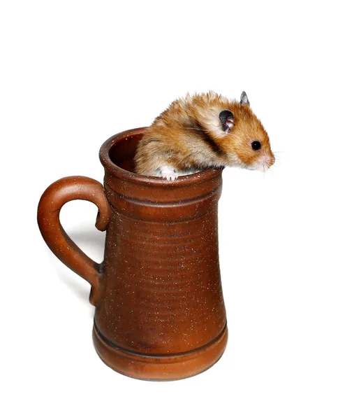 Bruin Syrische hamster kruipt in een grote aardewerk Bierpul — Stockfoto