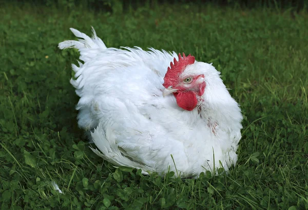 Pollo da carne cammina su un prato verde — Foto Stock