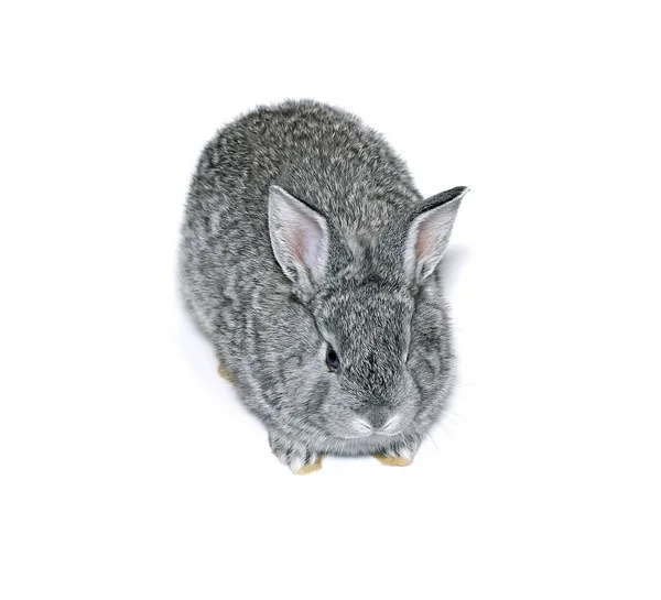 Pequena raça de coelho cinza de chinchila cinza isolado — Fotografia de Stock