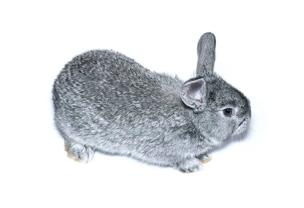 Pequeña raza de conejo gris de chinchilla gris aislada — Foto de Stock