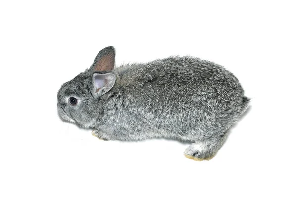 Kleine grijze konijn ras van grijze chinchilla geïsoleerd — Stockfoto