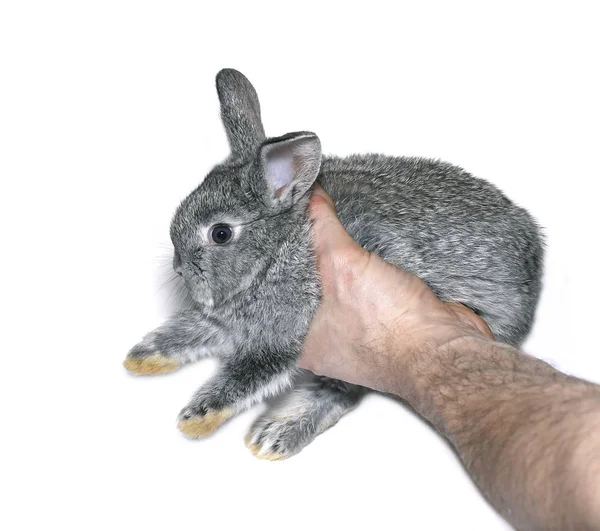 Pequena raça de coelho cinza de chinchila cinza isolado — Fotografia de Stock