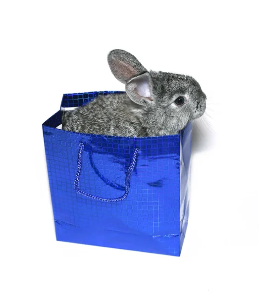 Pequeña raza de conejo gris de chinchilla gris en paquete de regalo azul es — Foto de Stock
