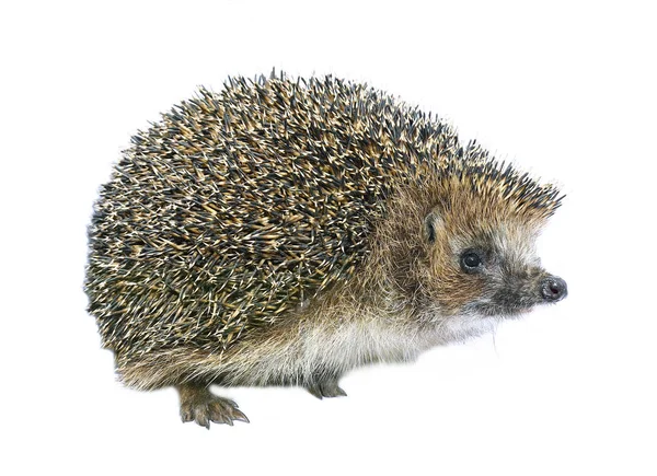 Wild egel bos geïsoleerd — Stockfoto