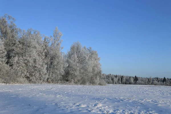 雪に覆われたフィールドと木の風景、スプルース無垢バーチ — ストック写真