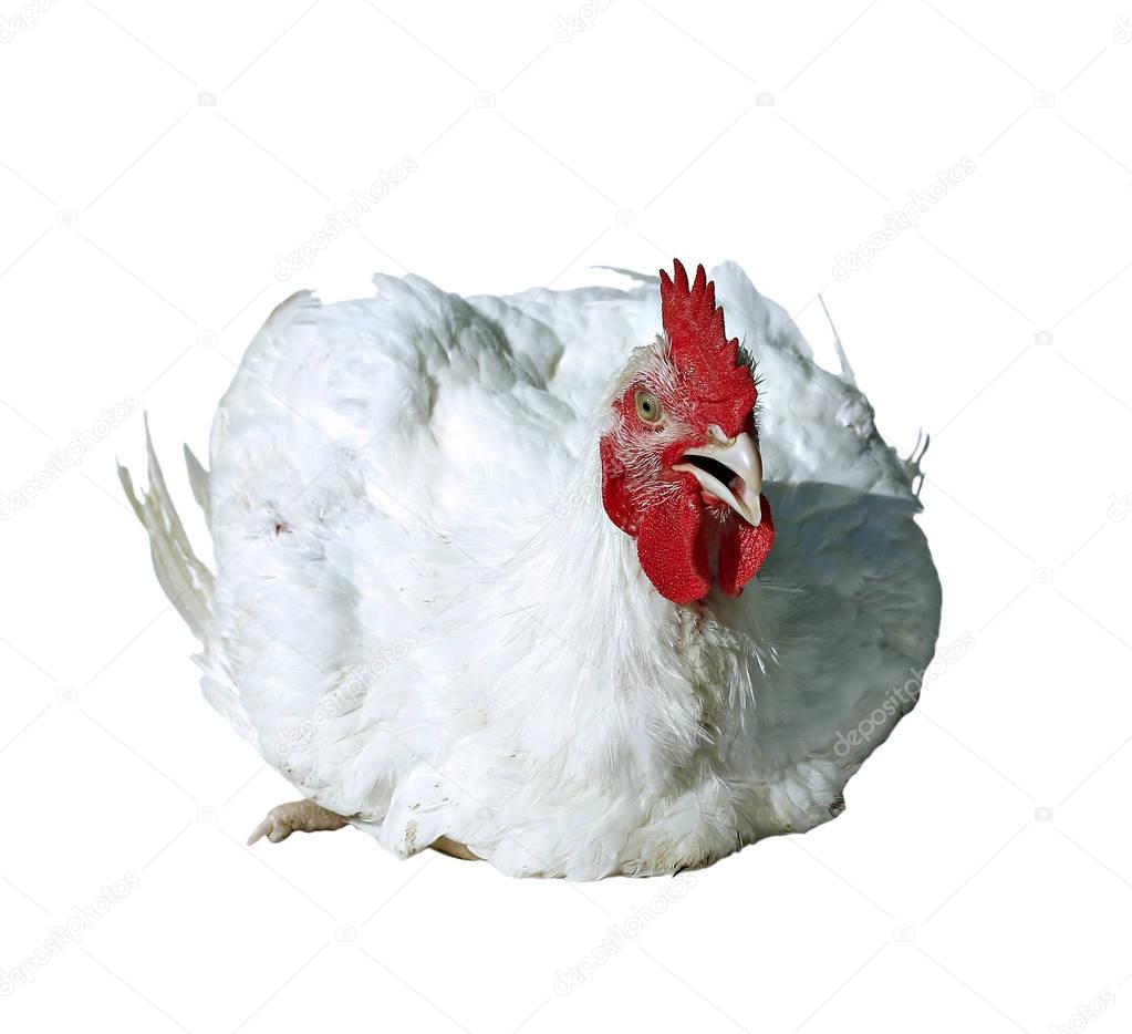 Broiler chicken rooster 
