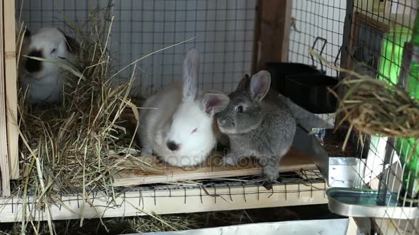 Video králíků v kleci — Stock video