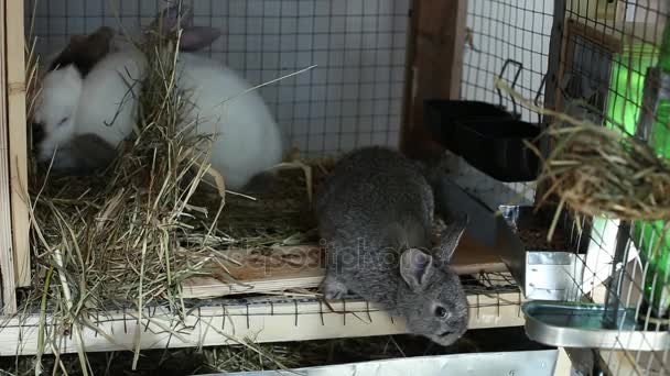 Video conejos en una jaula — Vídeos de Stock