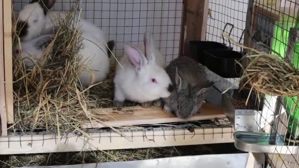 Video rabbits in a cage — Stock Video