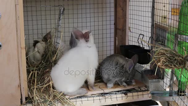 Lapins vidéo dans une cage — Video