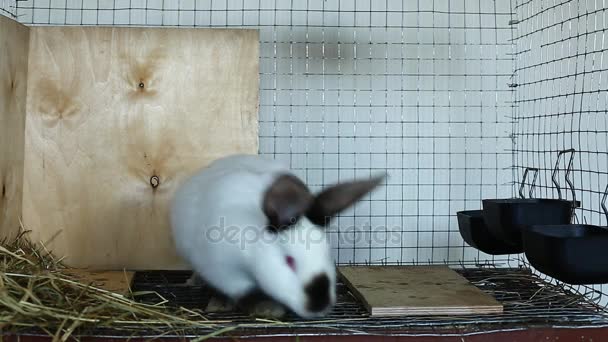 Lapin vidéo dans une cage 