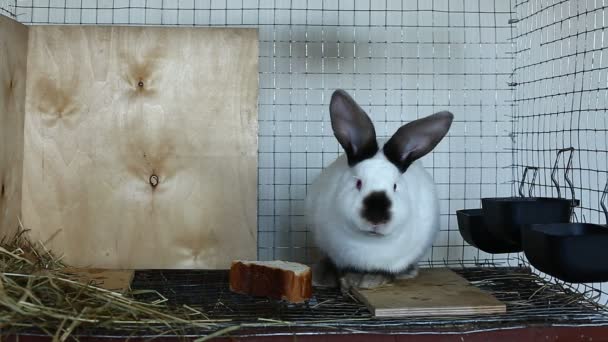Lapin vidéo dans une cage 