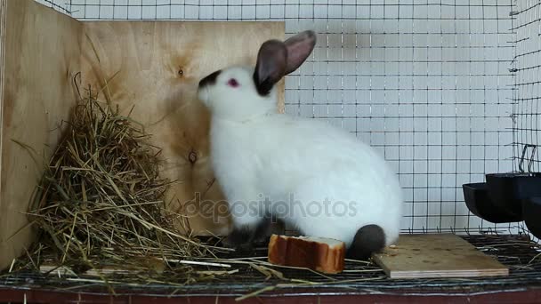 Lapin vidéo dans une cage 