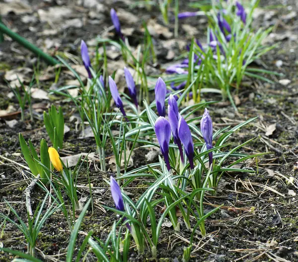 Purple crocuses in the garden — Stock Photo, Image