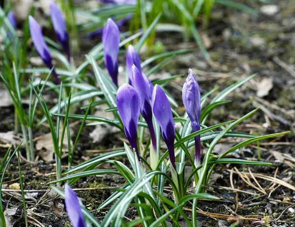 Purple crocuses in the garden — Stock Photo, Image