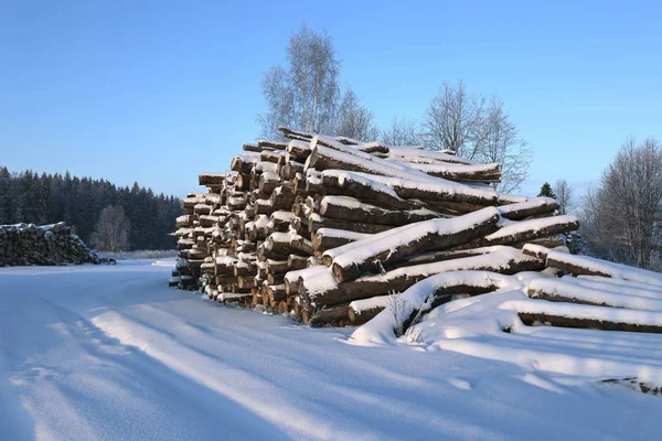 Raccolta di tronchi di legno in una foresta — Foto Stock