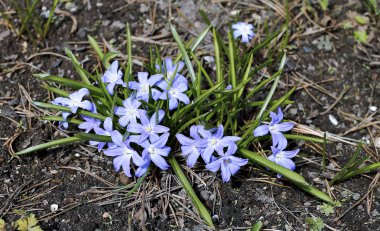 Mavi çiçekler Scilla