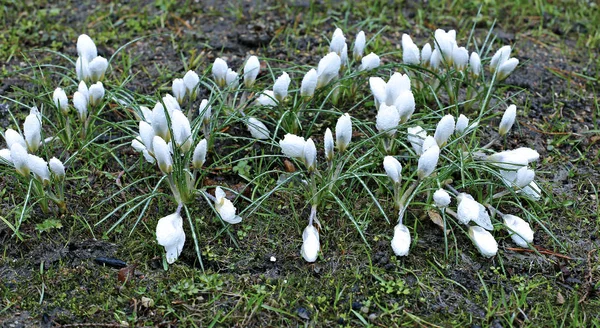 Many white crocuses — Stock Photo, Image