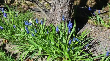 Güneşli bir günde mavi muscari çiçekler