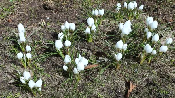 Schöne weiße Krokusse Blumen — Stockvideo