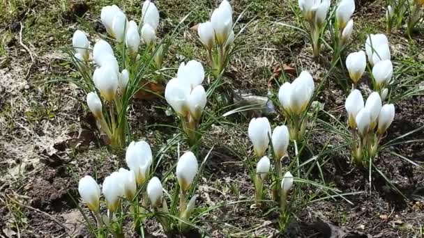 Piękne białe krokusy kwiaty — Wideo stockowe