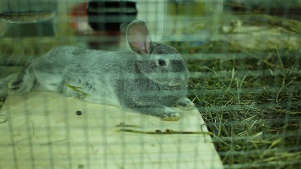 Kleine Kaninchenrasse aus grauem Silber Chinchilla — Stockvideo