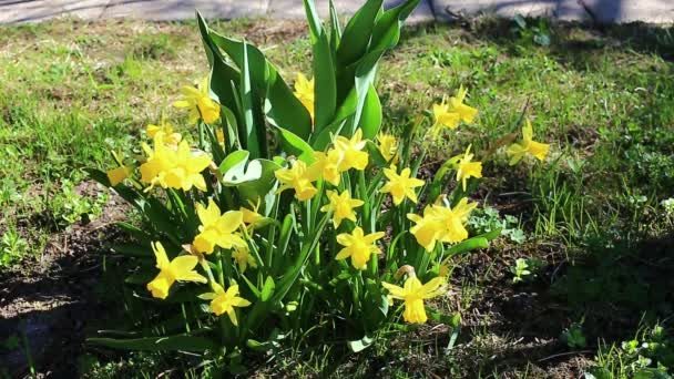 Hermosas flores de narciso amarillo — Vídeos de Stock