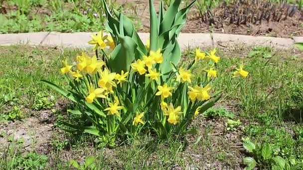 Hermosas flores de narciso amarillo — Vídeos de Stock