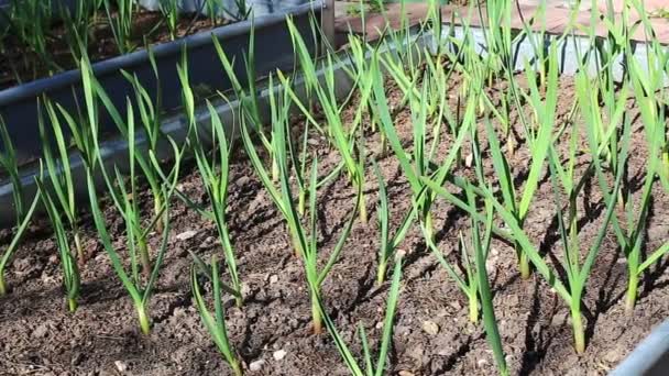Овощные садовые грядки для выращивания чеснока — стоковое видео