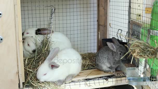 Vidéo lapins dans une cage manger de la nourriture — Video