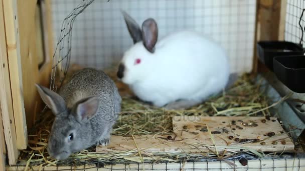 Os coelhos vídeo em uma jaula comem a comida — Vídeo de Stock