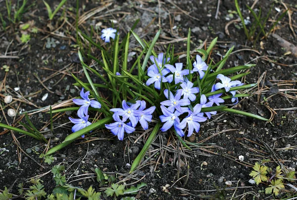 Цветы голубые — стоковое фото