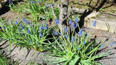 Güneşli bir günde mavi muscari çiçekler