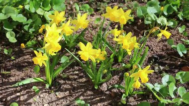 Güzel sarı nergis çiçekleri