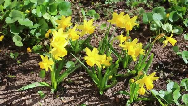 Mooie gele narcissen bloemen — Stockvideo