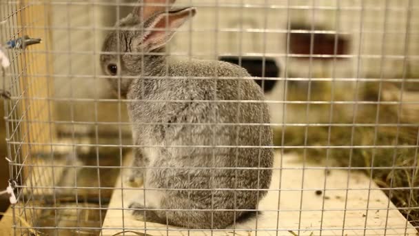 Kaninchenzucht graue Chinchilla im Käfig — Stockvideo