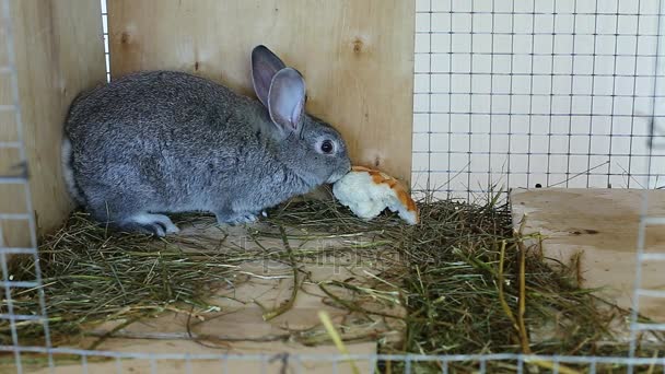 Video grau-silberne Chinchilla-Kaninchen im Käfig essen Futter auf dem Bauernhof — Stockvideo