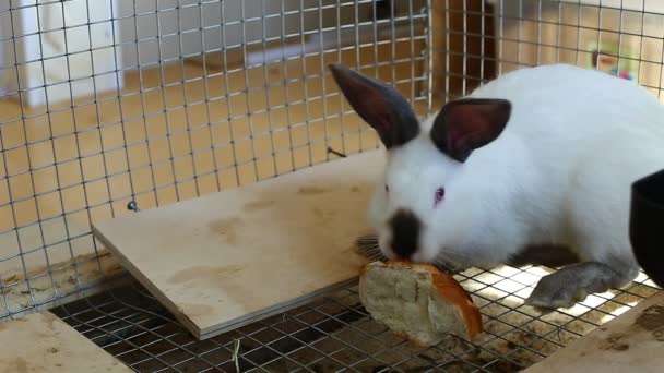 Vidéo lapins dans une cage manger de la nourriture à la ferme 