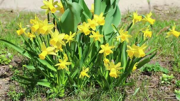 Mooie gele narcissen bloemen — Stockvideo