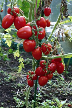 sera kırmızı domates