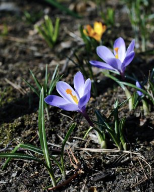 Çiğdemler mor çiçekler