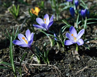 Çiğdemler mor çiçekler