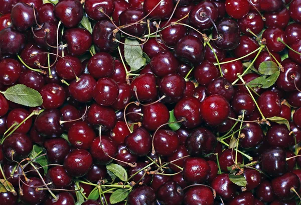 Rote reife Kirschbeeren — Stockfoto