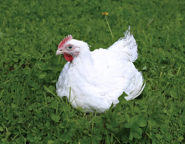 Vleeskuikens kip op een groen gazon — Stockfoto