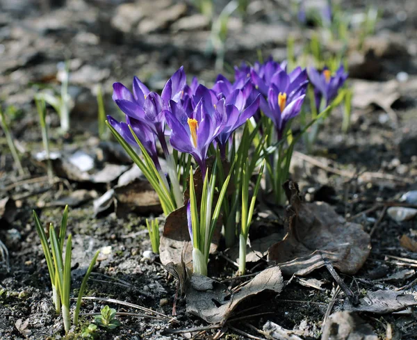 Violet flowers of crocuses — Stock Photo, Image