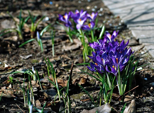 Violetta blommor av krokusar — Stockfoto