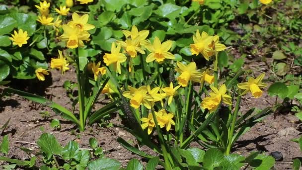 Beautiful yellow daffodil flowers — Stock Video