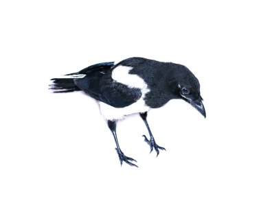 Genç magpie piliç